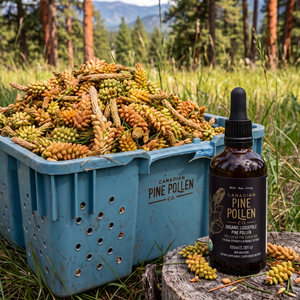 Wild Lodgepole Pine Pollen Tincture Certified Organic