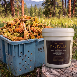 Wild Pine Pollen - Certified Organic Lodgepole