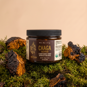 Champignon Chaga sauvage - 150g (5,3 oz)