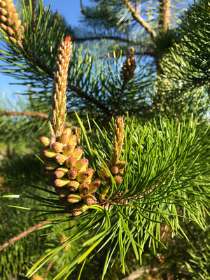 High Potency Pine Pollen Duo| 250mg Pine Pollen Per 2 ML Tincture