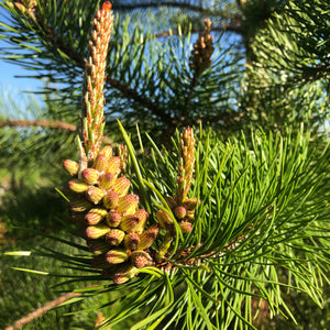 Certified Organic Potency Pine Pollen Duo| 250mg Pine Pollen Per 2 ML Tincture