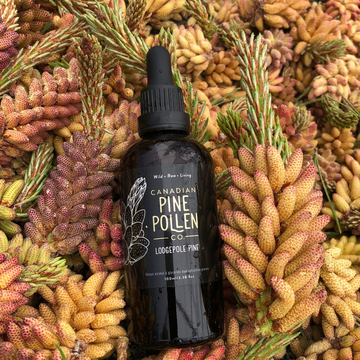 Teinture de pollen de pin tordu 1:6 - Certifiée biologique (100 ml-3,4 fl oz)
