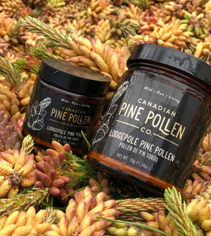 Wild Lodgepole Pine Pollen Powder - Certified Organic 30g (1.0 oz)