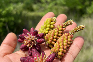 Pine Pollen Trio: Lodgepole Non-alcoholic + Pondersa Powder + Gold Label Ticture
