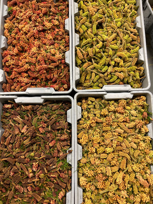 Wild Pine Pollen - Certified Organic Lodgepole- 1kg (2.2lb)