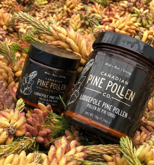 Wild Lodgepole Pine Pollen Powder - Certified Organic 70g (2.5 oz)