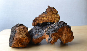 Chaga Mushroom chunks