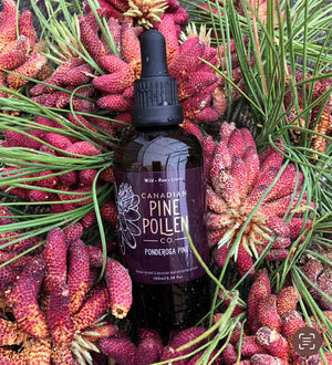 Wild Ponderosa Pine Pollen Tincture 1:6 - Certified Organic (100mL-3.4 fl oz)