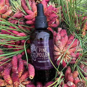 Wild Ponderosa Pine Pollen Tincture 1:6 - Certified Organic (100mL-3.4 fl oz)