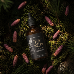 Wild Lodgepole Pine Pollen Tincture Certified Organic