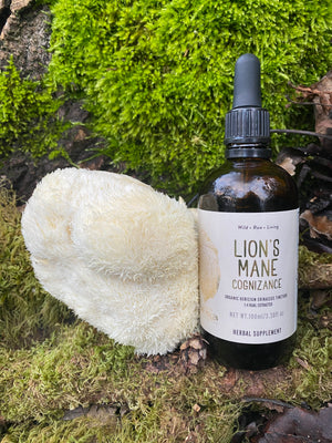 Organic Lion's Mane Tincture (250mg/ml)  | 1:4 dual extract- Fruiting body (100ml/3.4oz)