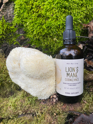 Organic Lion's Mane Tincture (250mg/ml) | 1:4 dual extract- Fruiting body (100ml/3.4oz)