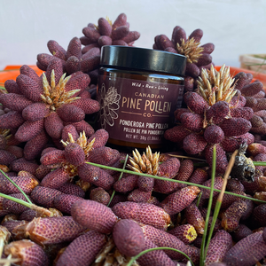 Wild Ponderosa Pine Pollen Organic Certified - Powder