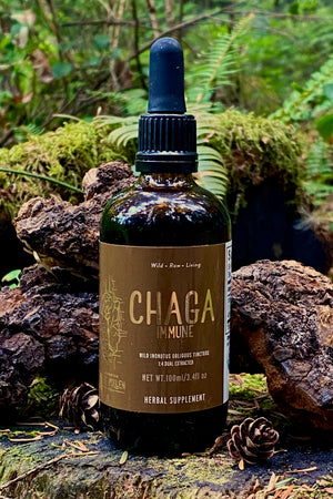Wild Chaga Tincture (250mg/ml)  | 1:4 Chaga Mushroom Dual Extract (100mll/3.4oz)