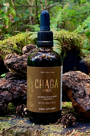 Chaga Mushroom Dual Extract|
Wild Chaga Tincture (250mg/ml)