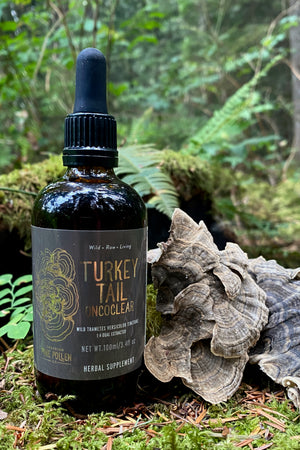 Wild Canadian Turkey Tail Tincture (250mg/ml) | 1:4 dual extract (3.38fl oz/100ml)