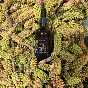 Wild Lodgepole Pine Pollen Tincture Certified Organic