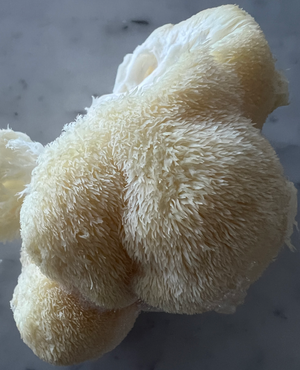 Organic Lion's Mane Tincture (250mg/ml) | 1:4 dual extract- Fruiting body (100ml/3.4oz)