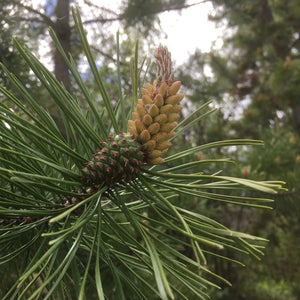 Lodgepole pine pollen bud