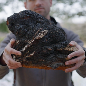 Certified Organic Wild Chaga Mushroom - 150g (5.3 oz)-