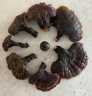 Wild Reishi Tincture (250mg/ml) | 1:4 Dual Extract (100ml/3.4oz)