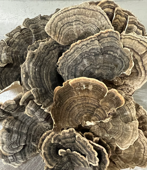 turkey tail wild