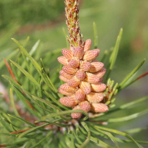 Pine Pollen on the Tree