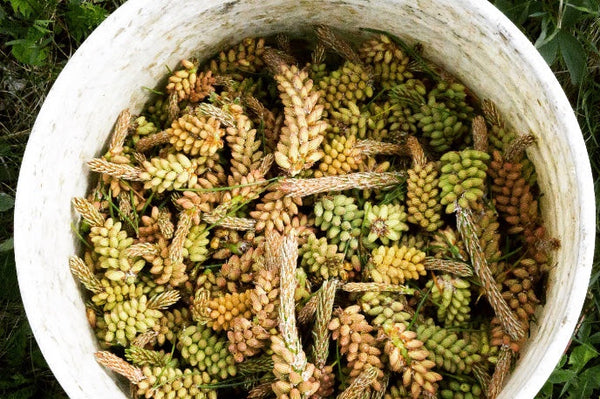 Pt (II): Prosperity of the Pine Pollen Harvest Season ~ Amplifying Bea ...