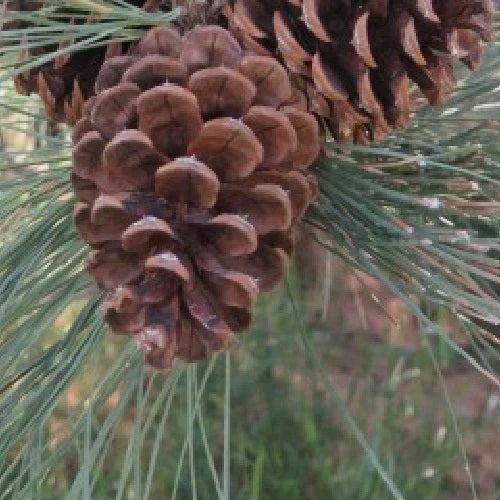 Pine Pollen Harvest Recap 2017