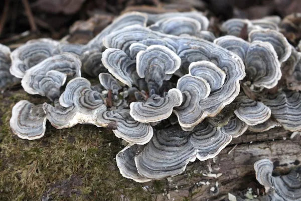 Turkey Tail Mushroom