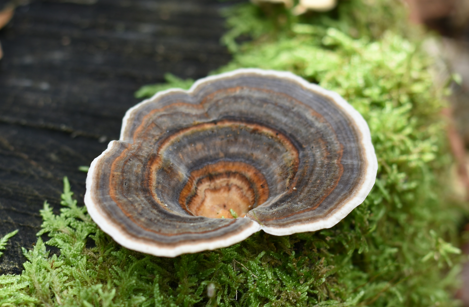 Part II: Turkey Tail Extracts Explained: PSK vs PSP vs Whole Mushroom ...