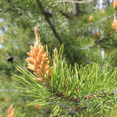 Pine Pollen on the Tree