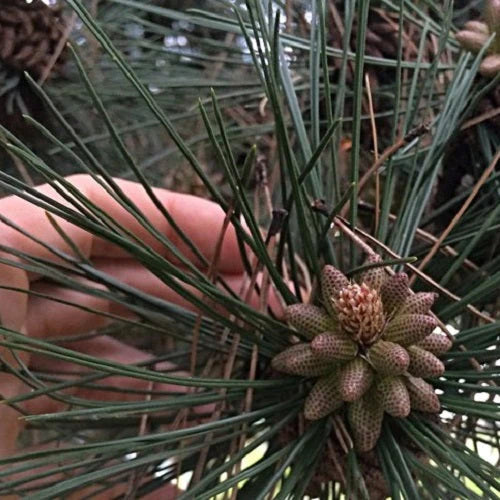 Pinus Wind Pollination Wind-Pollinated Canadian Pine Pollen - Canadian Pine Pollen Company