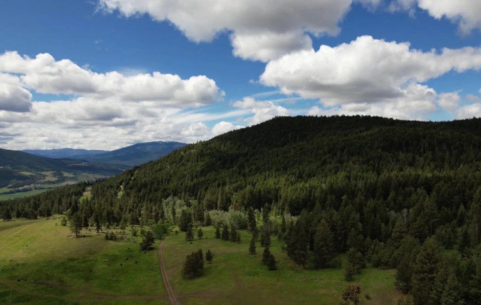  canadian pine pollen land acknowledgement