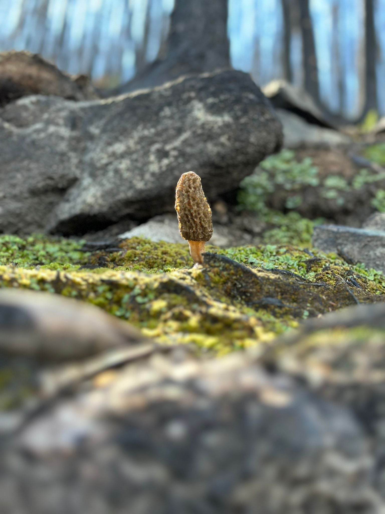 "The Sacred Morel" From the Burnt Forest to Your Plate
