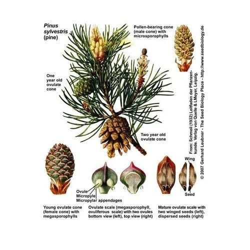 The Evolution of Pine Tree Seeds - Canadian Pine Pollen Company