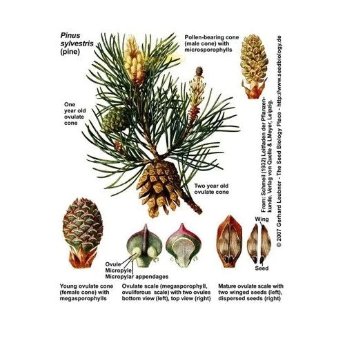 The Evolution of Pine Tree Seeds