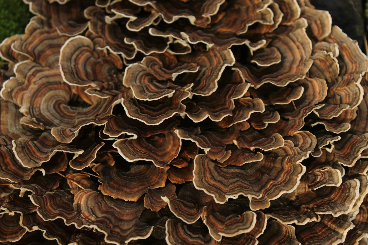 Turkey tail