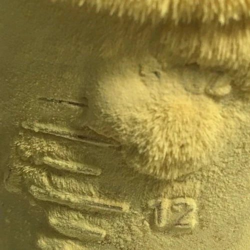 Magnetically Enhanced Pine Pollen