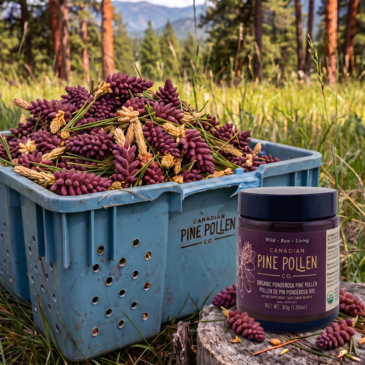 Poudre de pollen de pin ponderosa sauvage – Certifié biologique (70 g-2,9 oz)