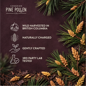 Wild Lodgepole Pine Pollen Powder -  Certified Organic