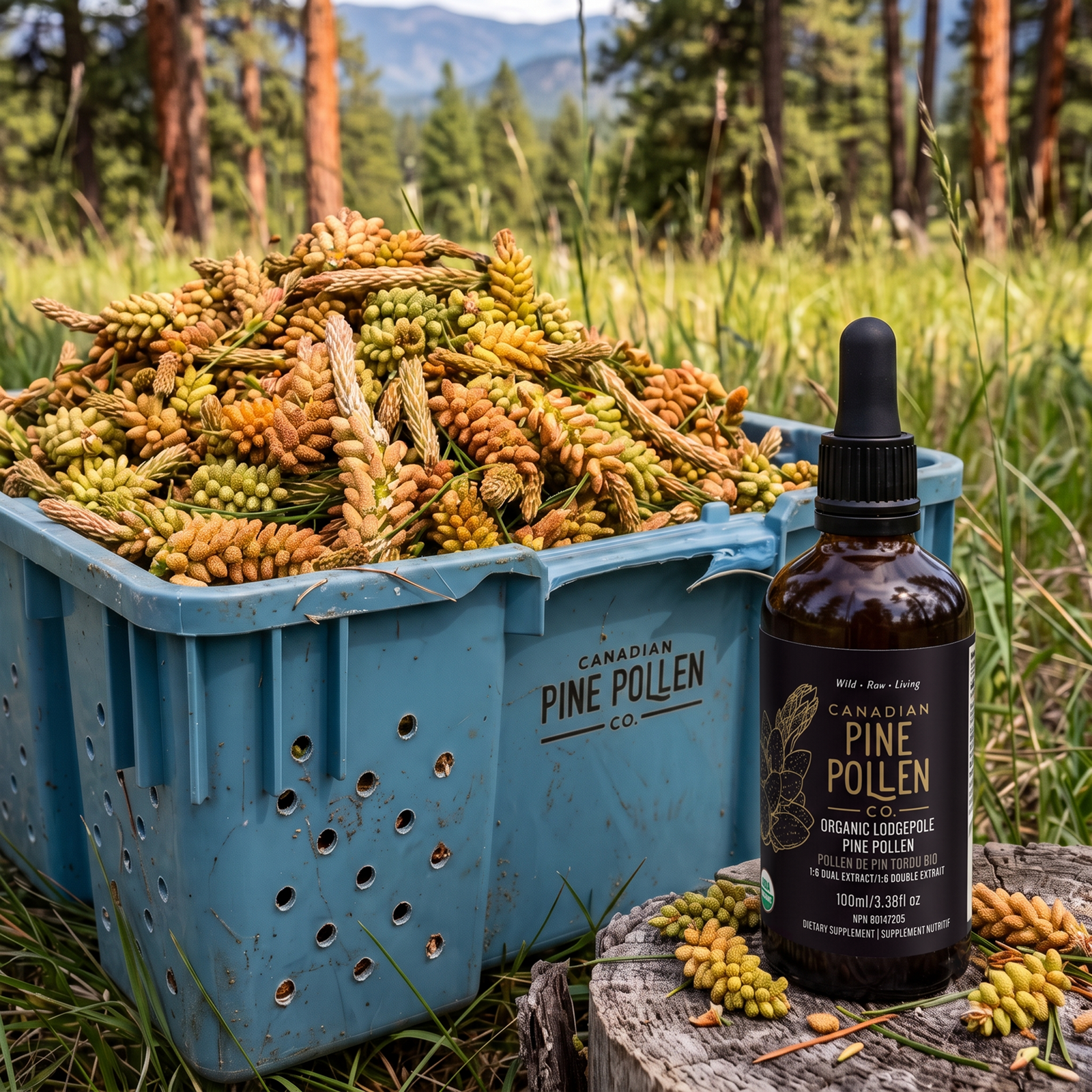 Wild Lodgepole Pine Pollen Tincture Certified Organic
