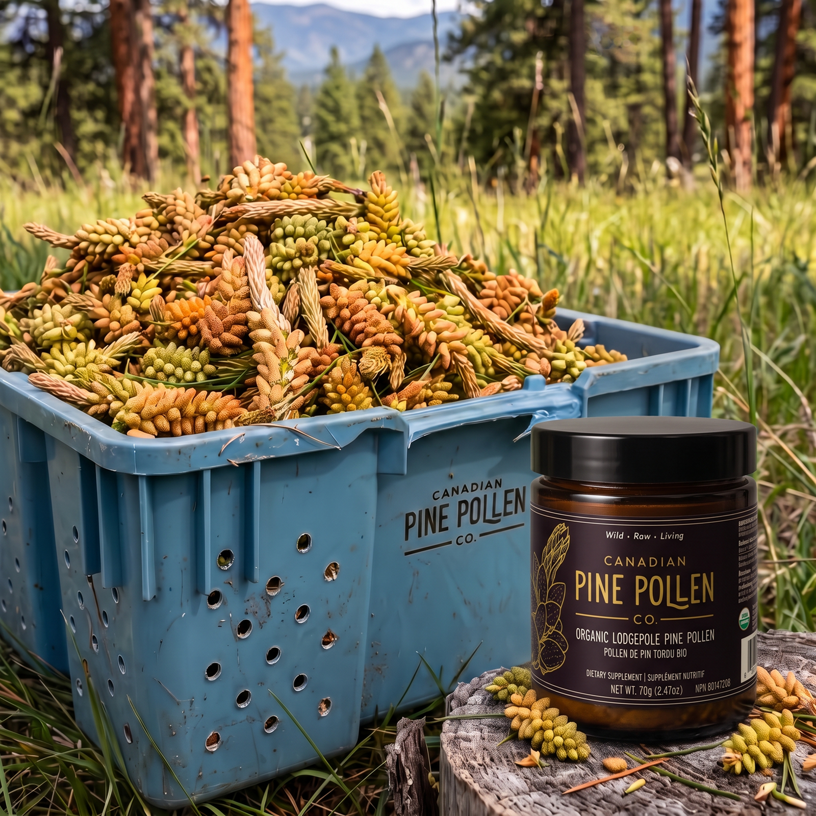 Wild Lodgepole Pine Pollen Powder -  Certified Organic