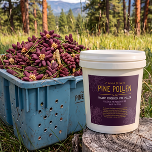 Pollen de pin ponderosa sauvage - Poudre certifiée biologique - 1 kg (2,2 lb) 