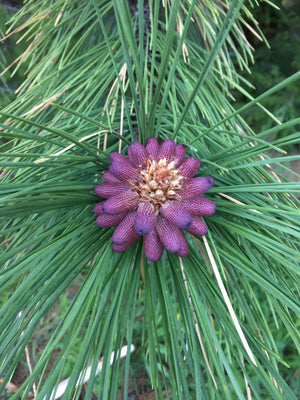 Pollen de pin ponderosa sauvage - Poudre certifiée biologique - 1 kg (2,2 lb) 