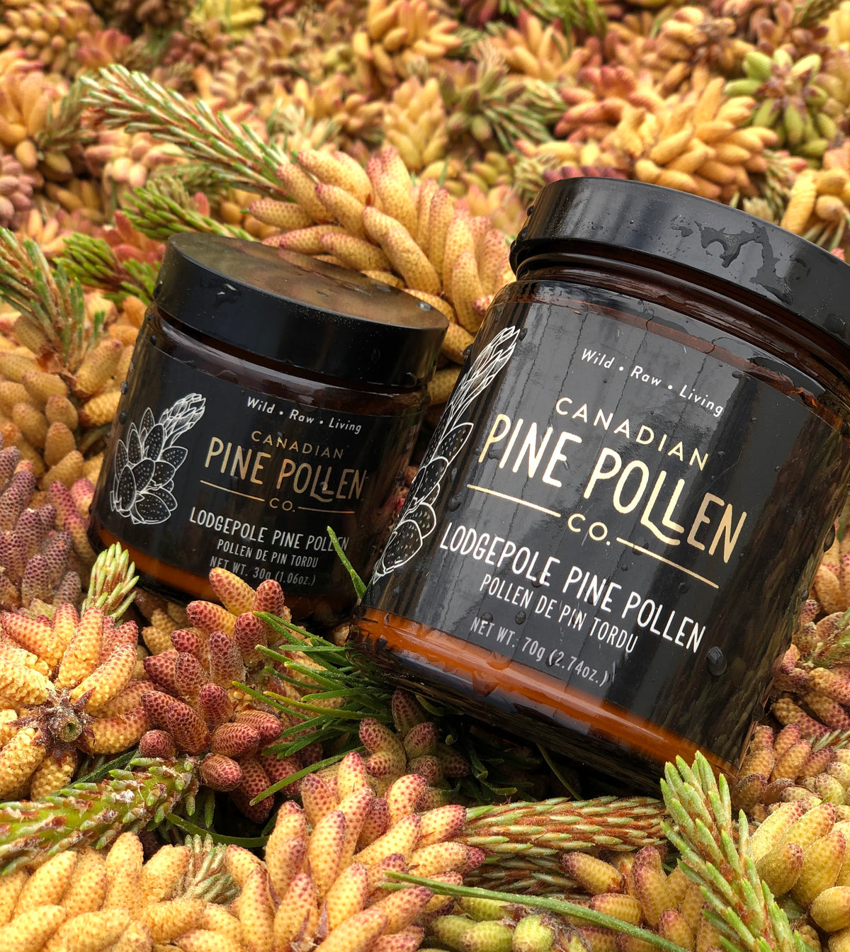 Wild Lodgepole Pine Pollen Powder - Certified Organic 30g (1.0 oz)