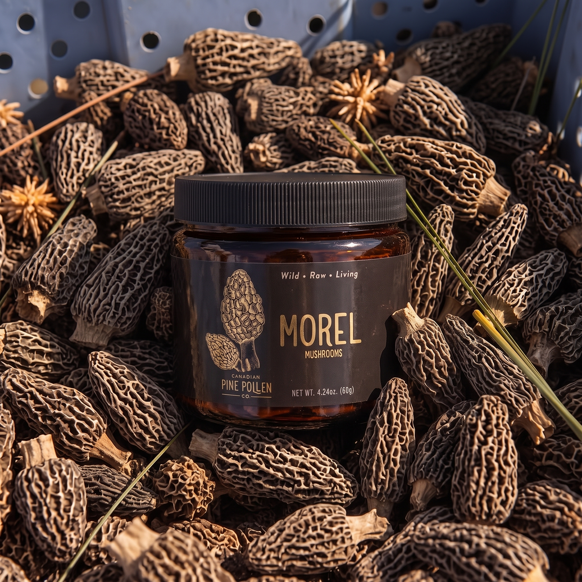 Baby Morel Mushrooms - Premium Petite A Grade