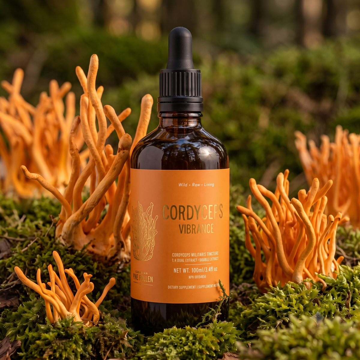 Cordyceps Tincture Certified Organic - High Potency  Fruiting body