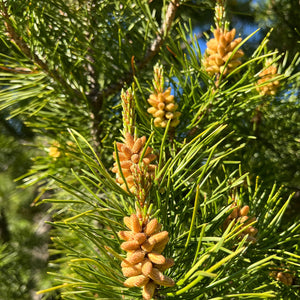 Wild Organic Pine Pollen Duo Pack 100g (3.6oz) = 70g Ponderosa + 30g Lodgepole
