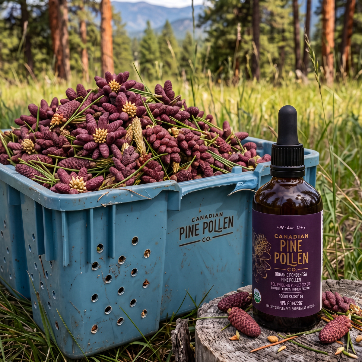 Pine Trio: Evergreen C + Ponderosa + Lodgepole Tincture